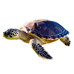 Sea Turtle Coastal Ecosystem Png 05242024 PNG image