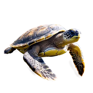 Sea Turtle Family Swimming Together PNG Qcb PNG