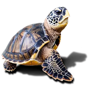 Sea Turtle Habitat Protection Png Amv PNG image
