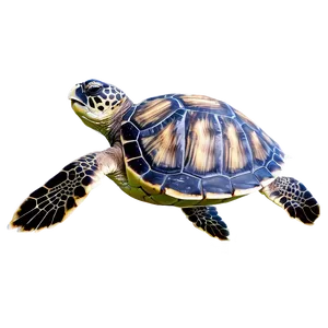 Sea Turtle Journey Infographic Png Xdr46 PNG image