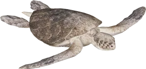 Sea Turtle Swimming Black Background PNG image