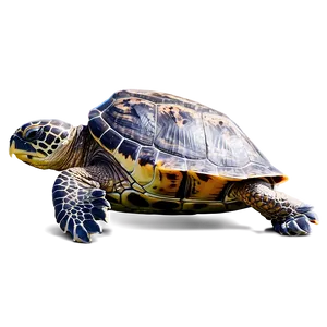 Sea Turtle Watching Guide Png Fes83 PNG image