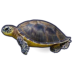 Sea Turtle Watching Guide Png Gkk1 PNG image