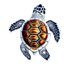 Sea Turtle Watching Guide Png Vpe88 PNG image