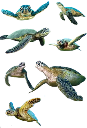 Sea Turtlesin Various Poses PNG image