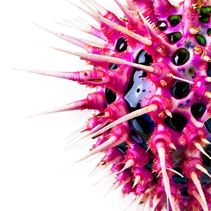 Sea Urchin Spikes Close-up PNG 15 PNG