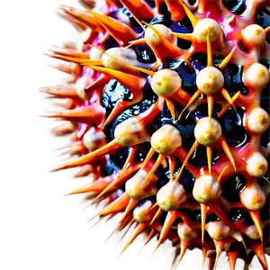 Sea Urchin Spikes Close-up PNG Obd47 PNG