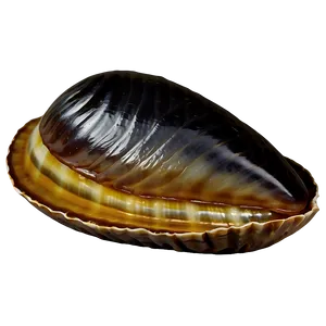 Seafood Clam Icon Png 05242024 PNG image