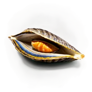 Seafood Clam Icon Png 81 PNG image