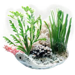 Seagrass And Coral PNG 06292024