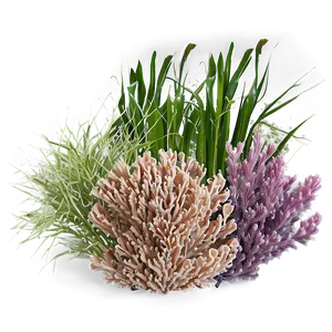 Seagrass And Coral PNG Jtj98