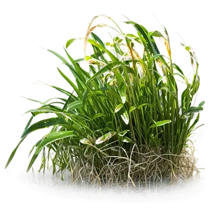 Seagrass In Nature PNG 06292024