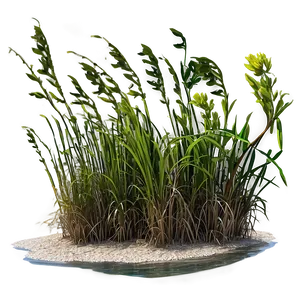 Seagrass In Nature PNG Kky