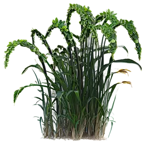 Seagrass In Nature PNG Mxo2