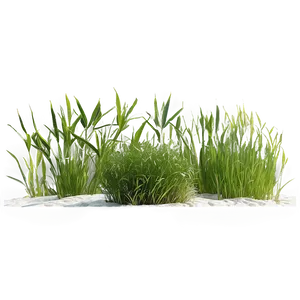 Seagrass Landscape PNG 37