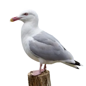 Seagull At Dusk Png Ikk PNG image