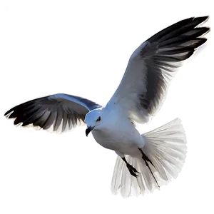 Seagull At Dusk Png Tqf47 PNG image