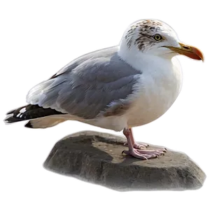Seagull Bird Ocean PNG 93