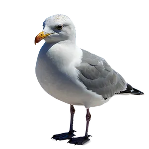 Seagull Bird Ocean PNG Fly89