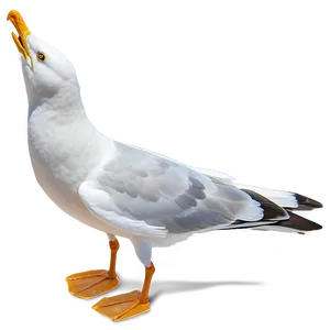 Seagull Bird Ocean PNG Xwk