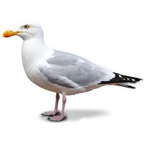 Seagull Clipart Png 55 PNG image