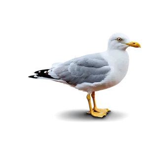 Seagull Clipart Png Enx PNG image