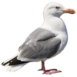 Seagull Closeup Png 14 PNG image