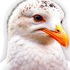 Seagull Closeup Png Pfe57 PNG image