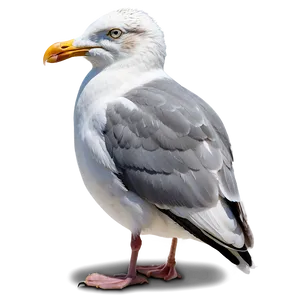 Seagull Crying Png 75 PNG image