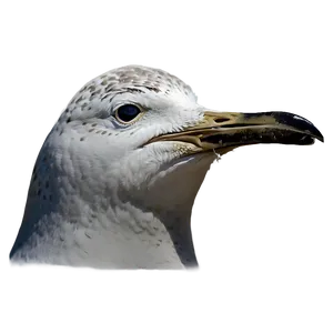 Seagull Crying Png Spv48 PNG image