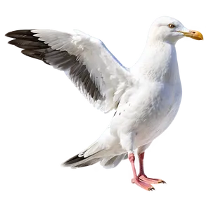 Seagull Drawing Png 05242024 PNG image