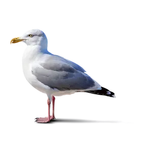 Seagull Drawing Png 05242024 PNG image