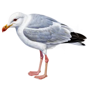 Seagull Drawing Png Cxn PNG image