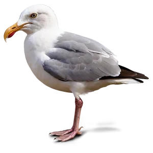 Seagull Eating Png 05242024 PNG image