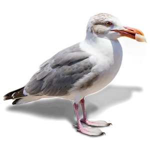 Seagull Eating Png 71 PNG image