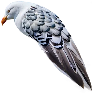 Seagull Feather Png 78 PNG image