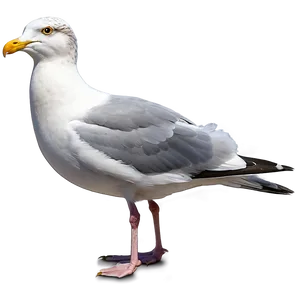 Seagull Flock Png Cfw77 PNG image