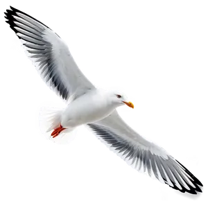 Seagull Flock Png Lob78 PNG image