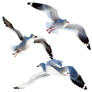 Seagull Flock Png Ugh33 PNG image
