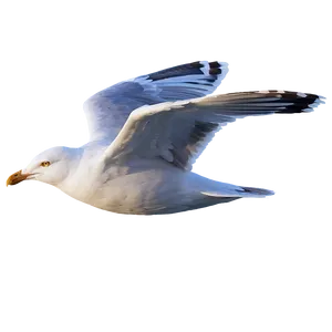 Seagull Flying High Png Oiy33 PNG image