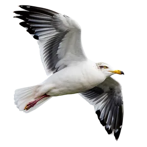 Seagull Flying High Png Tbc70 PNG image