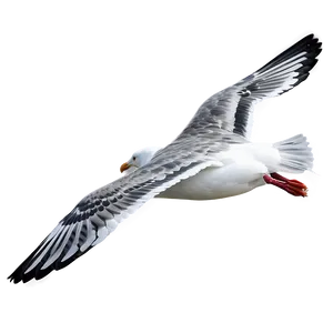 Seagull Flying Over Sea Png 06122024 PNG image