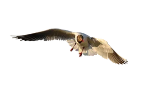 Seagull In Flight Against Dark Background PNG image