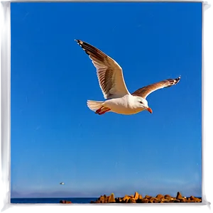 Seagull In Flight Png 05242024 PNG image