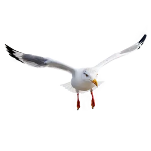 Seagull In Flight Png 64 PNG image