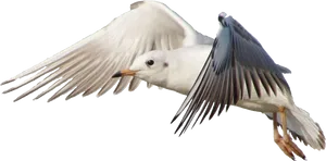 Seagull In Flight Transparent Background PNG image