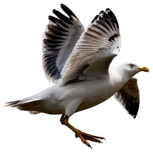 Seagull In Motion Png 97 PNG image