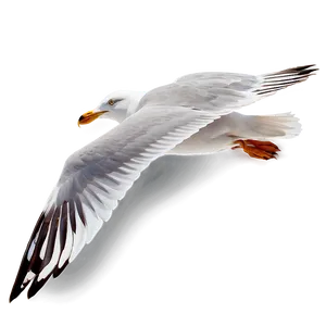 Seagull In Motion Png Pow PNG image
