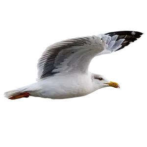 Seagull In Motion Png Qub11 PNG image
