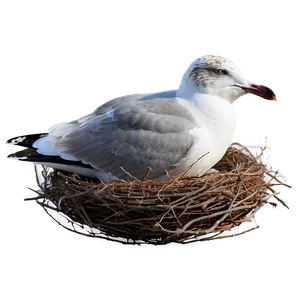 Seagull In Nest Png 42 PNG image